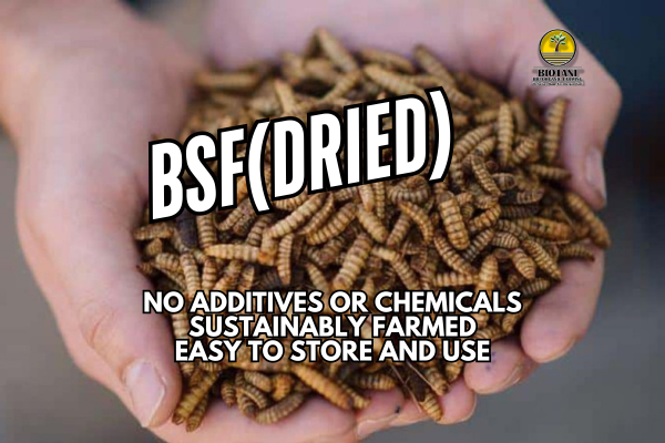 Black Soldier Fly Dried